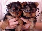 well bred teacup yorkie for xmas