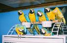 baby blue gold macaws parrots