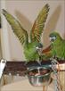 hand breed and fed exotic parrots available for pe