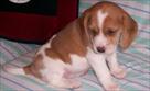 affectionate beagle puppys