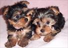 darling yorkie puppies for adoption
