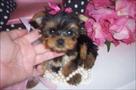 tea cup yorkie puppy for rehoming