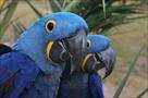 pair of hyacinth macaw parrots available