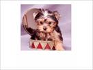 pure breed akc yorkie puppies