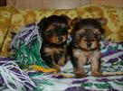 top quality akc teacup yorkie puppies