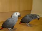 a pair of african gray parrots