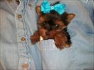 tea cup yorkie puppies for sale