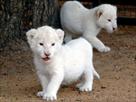 white tiger and lion cubs for sale