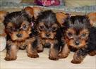very cute and adorable yorkies for sale