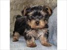 gorgeous yorkie puppies for sale
