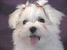 maltese puppies available for adoption