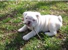 gorgeous english bulldogs available