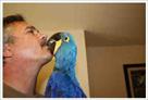 hycinth macaw for adoption