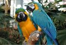 blue and gold macaw parrots ready