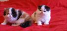 awesome persian kittens