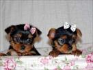 tea cup yorkie puppies for adoption