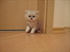 family of persian kittens for new families