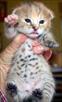 savannah  kittens for sale