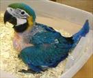 beautiful blue gold macaw for new homes