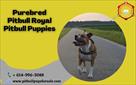 purebred pitbull royal pitbull puppies