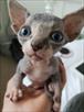sphynx kittens for sale now