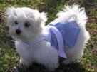 adorable maltese puppies for  adoption