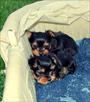 lovely male and female yorkie puppies