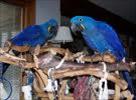 well trained adorable macaw parrots