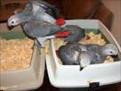 cute and affectionate african grey parrots