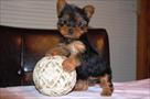 adorable male and female teacup yorkies ready for