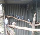 awesome hand fed baby parrots and eggs for sale