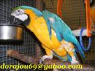 blue and gold macaw parrot  with cage