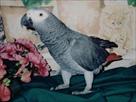 talking african grey parrot for sale