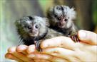 pygmy marmoset monkeys avialable