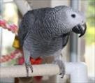 excellent gray parrots