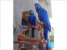 pair hyacinth macaw for sale  3000