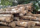 softwood manufacturers in india