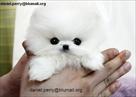 adorable teacup pomeranian puppies for adoption