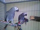 tame  african grey  parrot for re homing