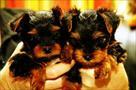 charming yorkie puppies
