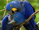 hyacinth macaw for new homes