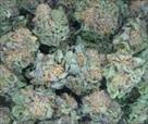 we are suppliers of good quality medical kush