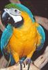 male bleu and gold macaw