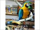 healthy male bleu and gold macaw