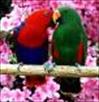cute pair of  eclectus parrot for adoption