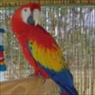 hilary male scarlet macaw for adoption