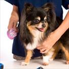 puppy love pet spa grooming