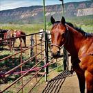 rustlers roost ranch