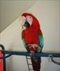 adorable green winged macaws for adoption