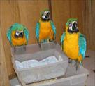 blue and gold macaw parrots for adoption